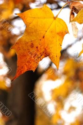 Autumn leaves Autumn leaves