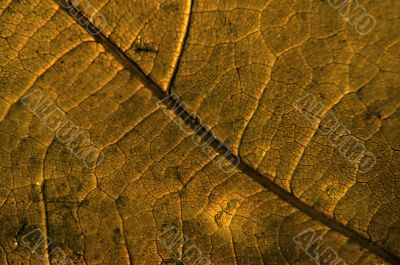 Leaf macro Leaf macro