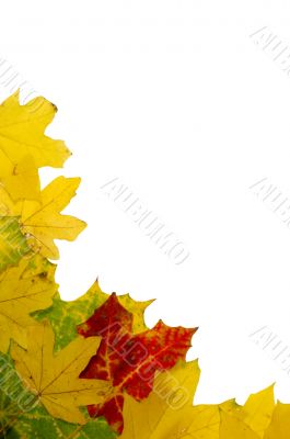 Autumn frame Autumn frame
