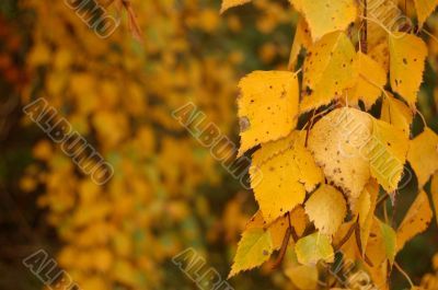 Autumn leaves Autumn leaves