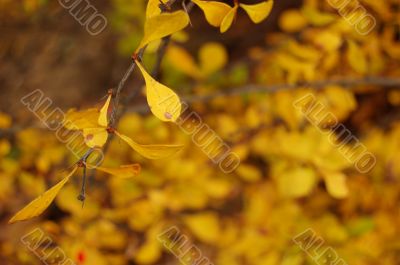 Autumn leaves Autumn leaves