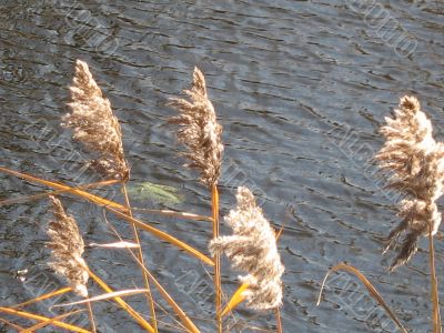light reflections in the water