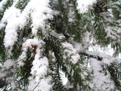 a branch of christmas-tree covered by snow