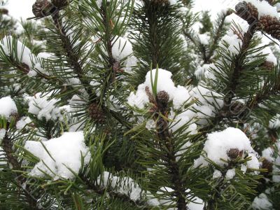 a branch of christmas-tree covered by snow