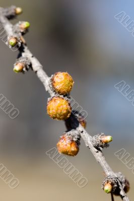 branch of a larch