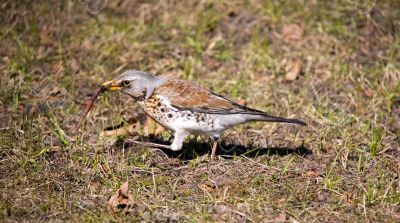 Fieldfare with worm