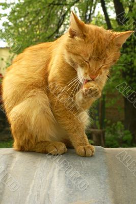 Red washing cat