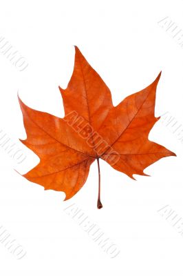 One maple leaf One maple leaf