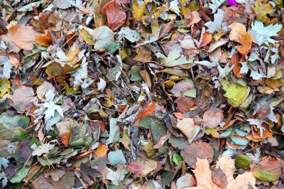 Foliage Foliage