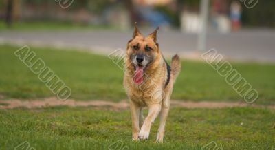 German shepherd