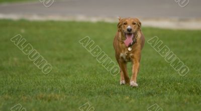 Retriever running Retriever running