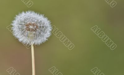 Dandelion puff