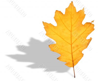 oak leaf and shadow