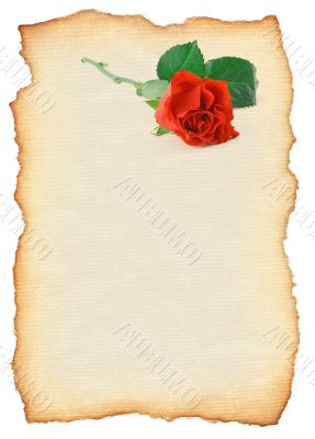 scroll with rose