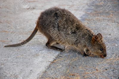 Quokka Quokka