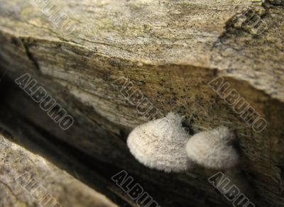 Mushrooms in a crack of a tree