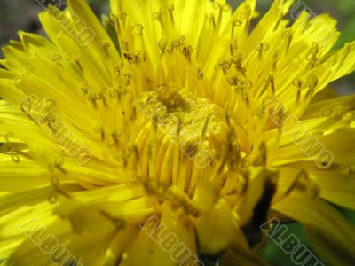 Petals of a dandelion close up