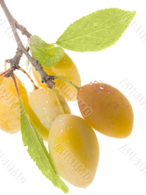 Fruits ripe yellow sweet plums