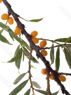 Branch of ripe orange sea-buckthorn berries Branch of ripe orange sea-buckthorn berries