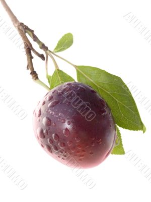 Fruits ripe violet sweet plums