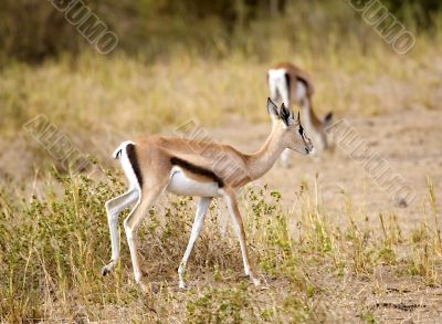 Gazelle Gazelle