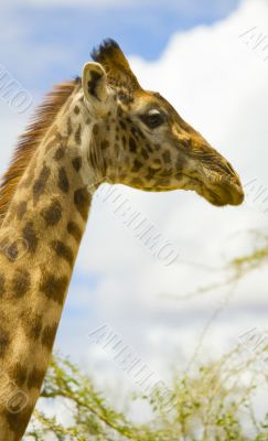 Giraffe Giraffe