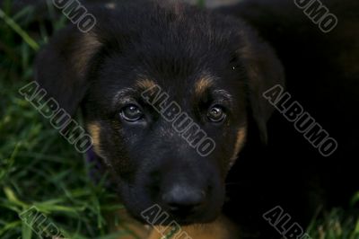 German Shepherd Puppy