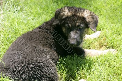 German Shepherd Puppy