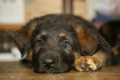 German Shepherd Puppy