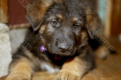 German Shepherd Puppy