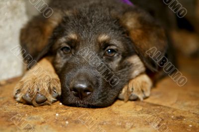 German Shepherd Puppy