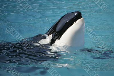 Killer Whale