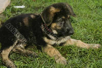 German Shepherd Puppy