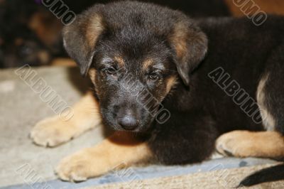 German Shepher Puppy