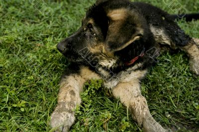 Adorable puppy