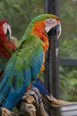 Colorful exotic Parot macaw