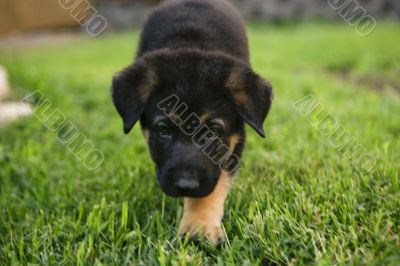 My german shepher pups