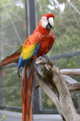 gorgeous macaw