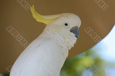 White parot