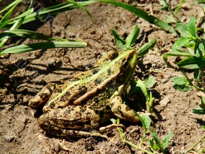 Green frog