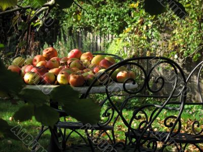 harvest time