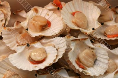 Giant European scallop (Pecten jacobaeus) on market display