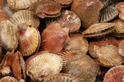 Mid-sized scallops on market display