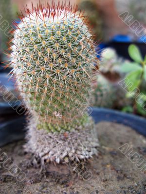 Barrel Cactus Plant