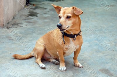 Watchful Pet Dog