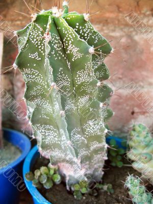 Dotted Cactus Plant