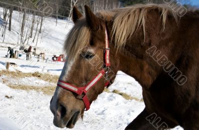 Vermont Sleigh Horse