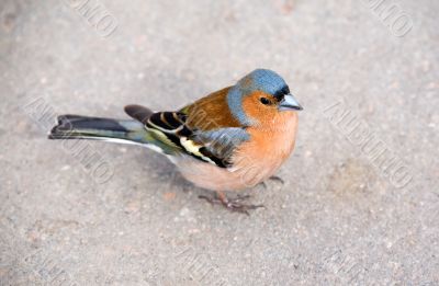 chaffinch close up
