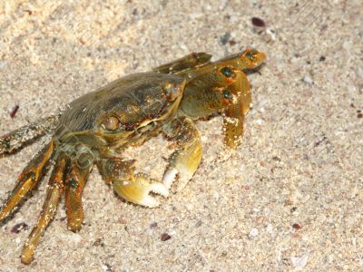 land-crab on a sand