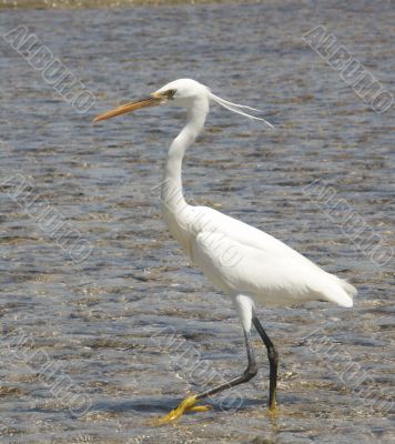 egyptian egret